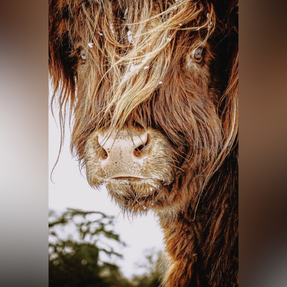 Highland Cow Art Print- Color Art Print- 8.5”x11”- Teenage Cow Closeup